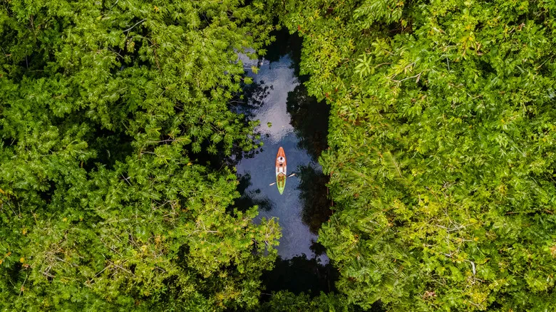 Isla Damas, Costa Rica: Un Paraíso Incomparable de Manglares y Biodiversidad Tropical