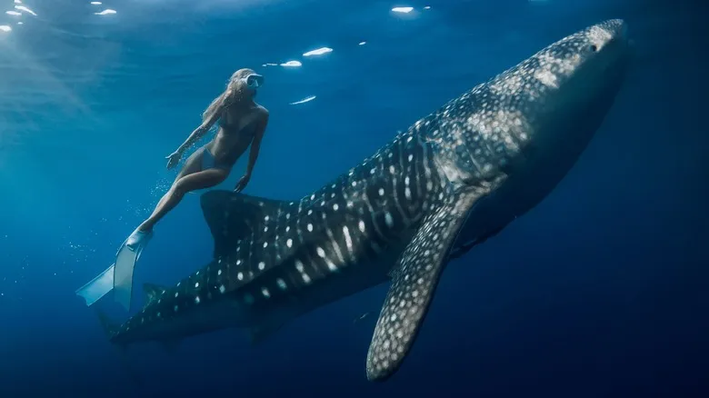Isla Holbox: Tu Paraíso Escondido en la Península de Yucatán | Alternativa a Cancún