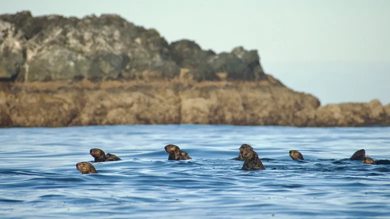 Isla Nootka: Descubre el Tesoro Escondido y Salvaje de Columbia Británica