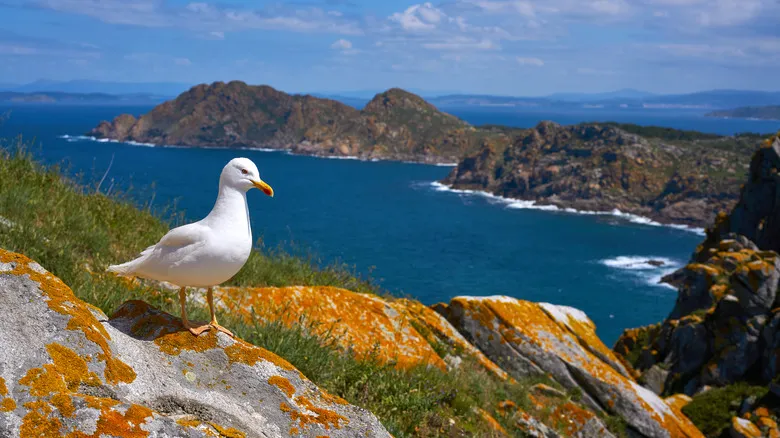 Islas Cíes: El Paraíso Natural Intacto de Galicia | Guía Completa de Ecoturismo
