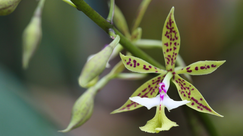 Jardín de Orquídeas Monteverde: Tesoro Botánico y Biodiversidad en Costa Rica