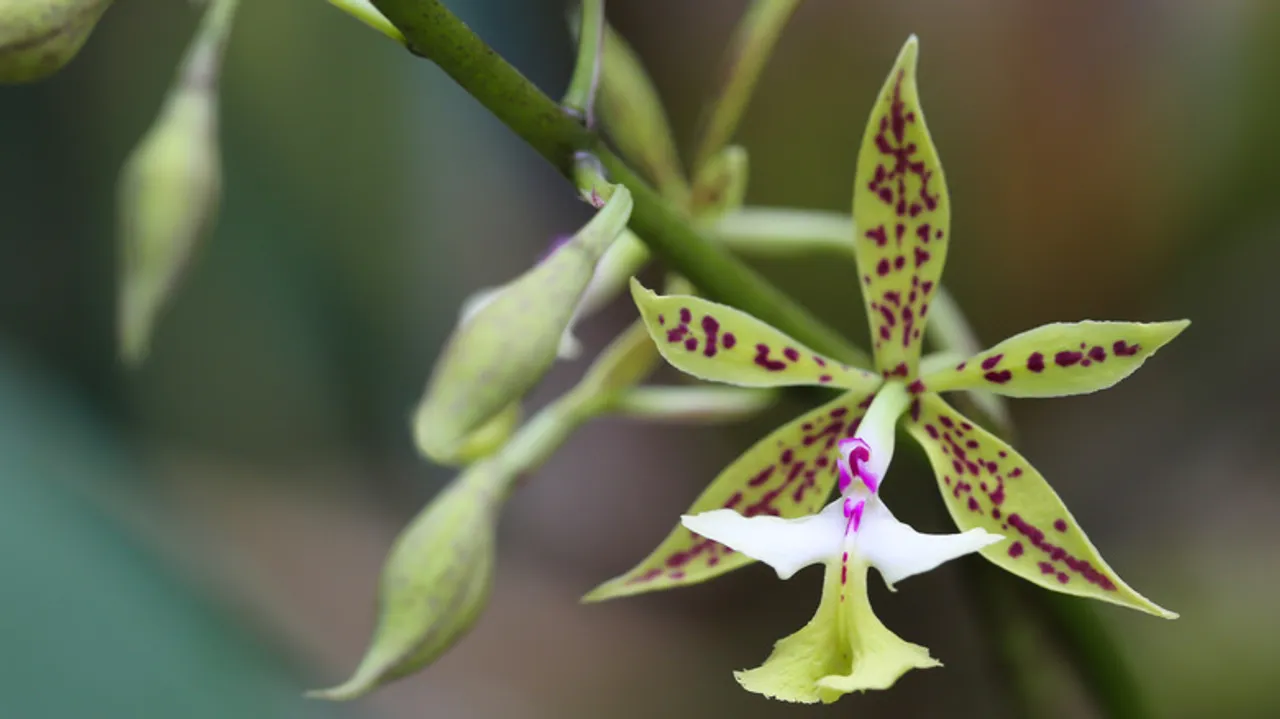 Jardín de Orquídeas Monteverde: Tesoro Botánico y Biodiversidad en Costa Rica