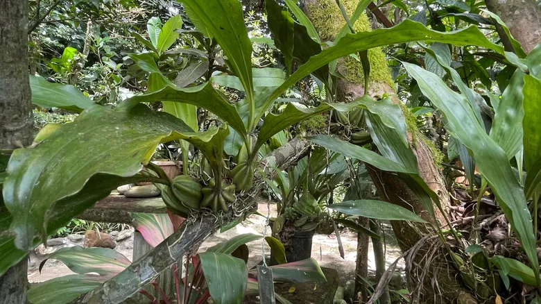 Jardín de Orquídeas Monteverde: Tesoro Botánico y Biodiversidad en Costa Rica