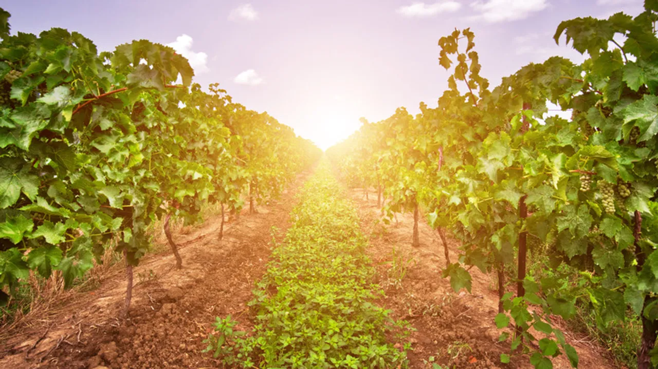 Karlo Estates: Pioneros del Vino Vegano y Sostenible en Canadá