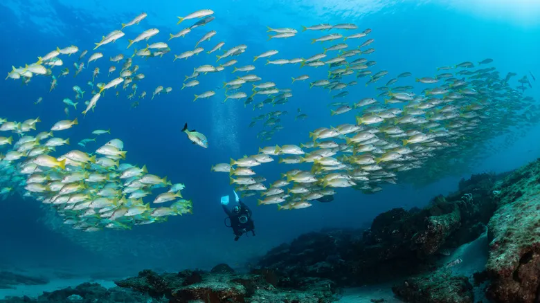 La Ventana, Baja California Sur: El Paraíso Escondido para Aventuras Acuáticas y Relajación