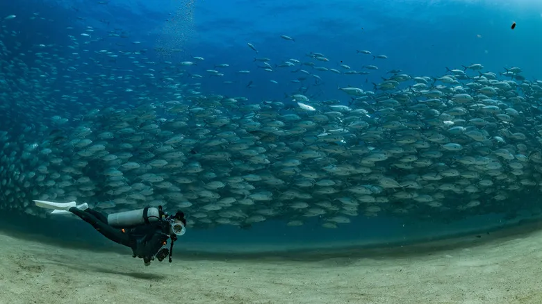 Los Cabos: Guía Definitiva de Actividades Imperdibles para unas Vacaciones Inolvidables