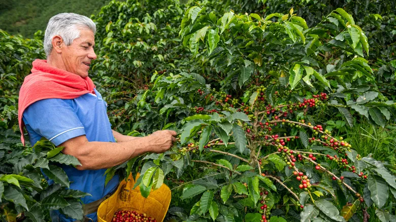 Manizales: Descubre la Joya Escondida del Eje Cafetero Colombiano