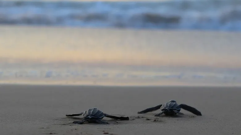 Mayto: Descubre la Joya Secreta de las Playas Vírgenes de Jalisco