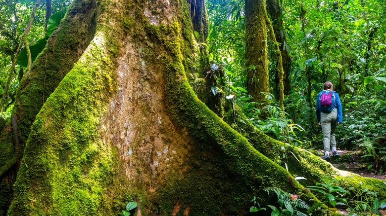 Monteverde, Costa Rica: Guía Completa de Aventura, Ecoturismo y Naturaleza Impresionante