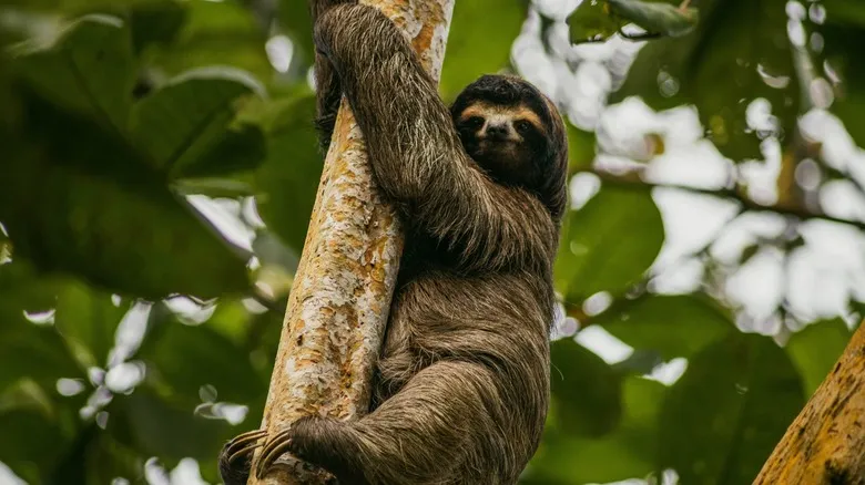 Monteverde, Costa Rica: Guía Completa de Aventura, Ecoturismo y Naturaleza Impresionante