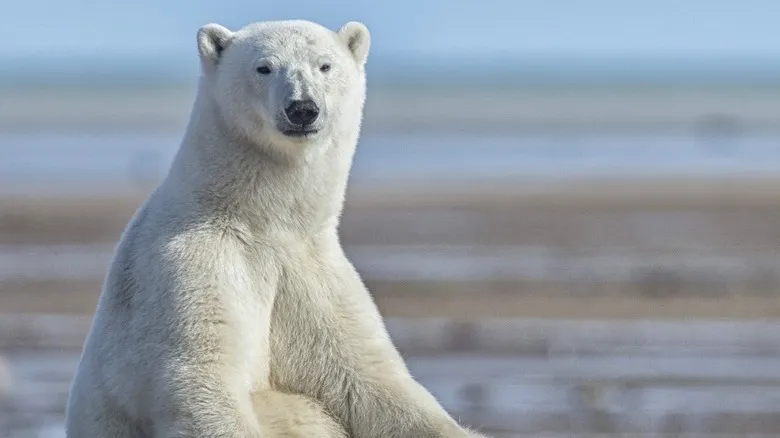 Nanuk Polar Bear Lodge: Safaris Árticos de Lujo en la Bahía de Hudson