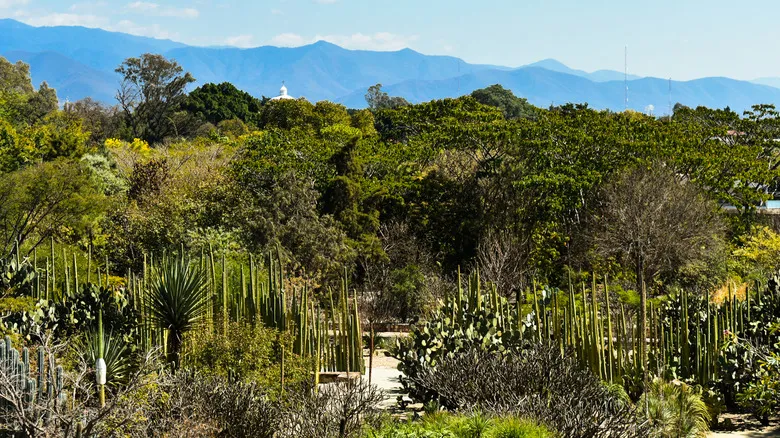 Oaxaca: Guía Definitiva de Cultura, Gastronomía y Aventura en el Corazón de México