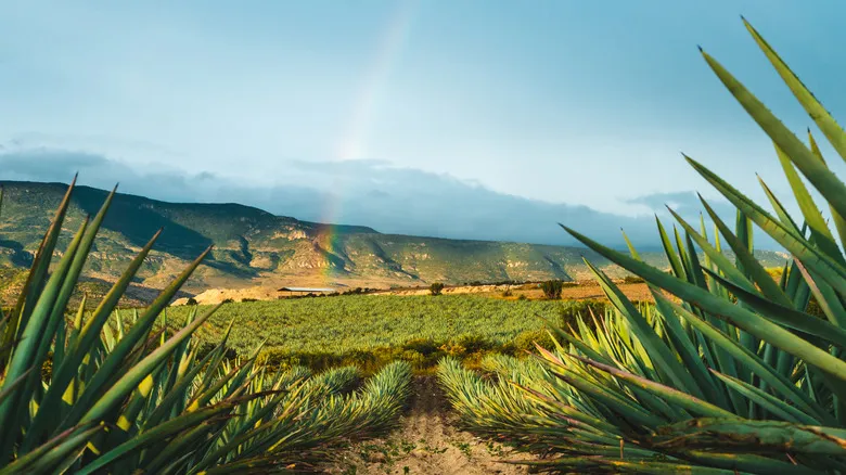 Oaxaca: Guía Definitiva de Cultura, Gastronomía y Aventura en el Corazón de México