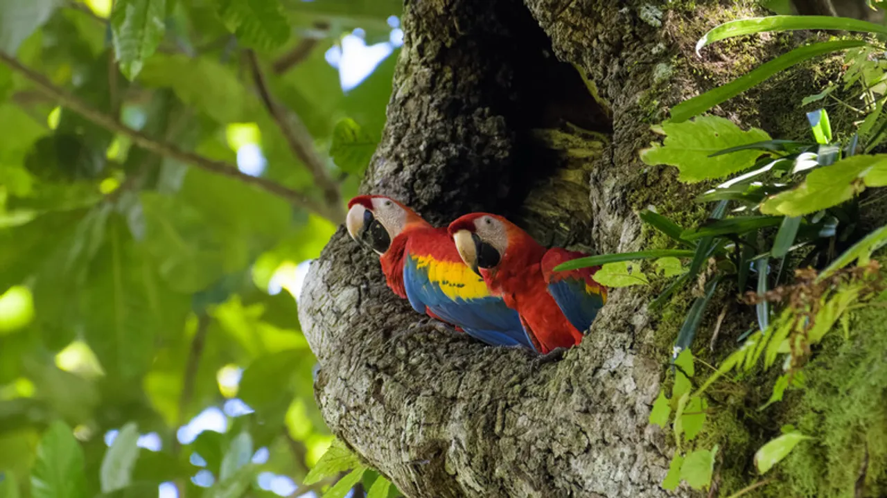 Parque Nacional Carara: Descubre la Lapa Roja y la Biodiversidad Única de Costa Rica