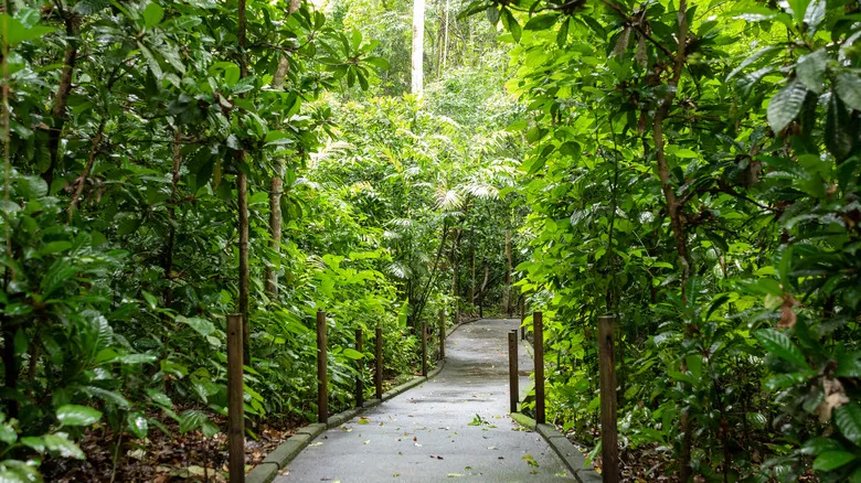 Parque Nacional Carara: Descubre la Lapa Roja y la Biodiversidad Única de Costa Rica