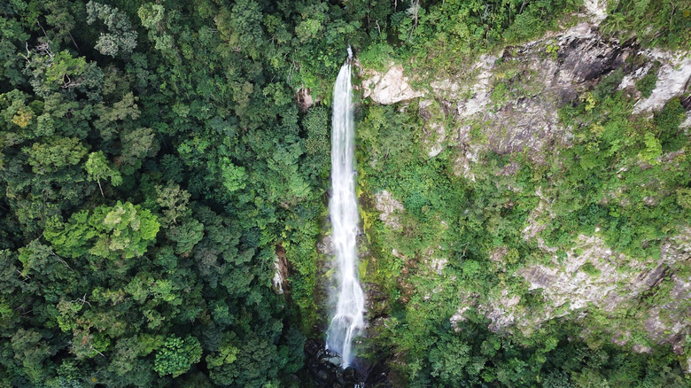 Parque Nacional Pico Bonito: Aventura y Biodiversidad en el Corazón de Honduras