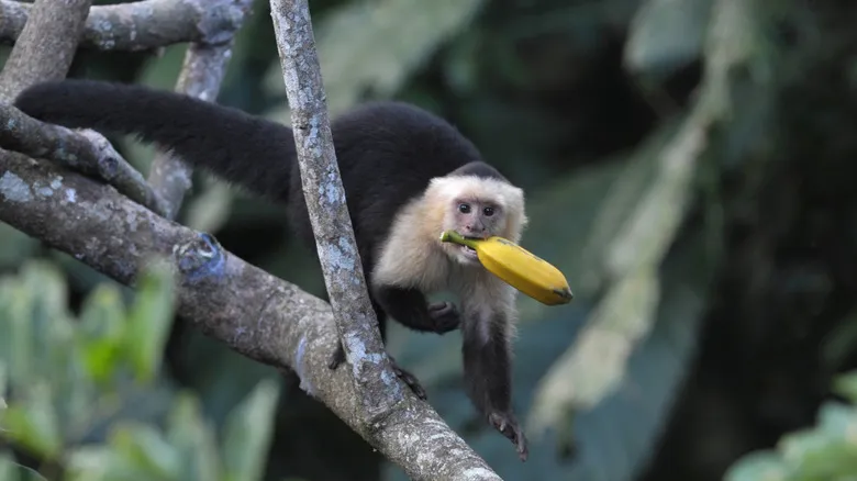 Parque Nacional Pico Bonito: Aventura y Biodiversidad en el Corazón de Honduras