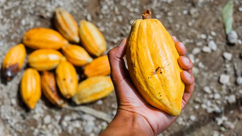 Parque Nacional Pico Bonito: Aventura y Biodiversidad en el Corazón de Honduras