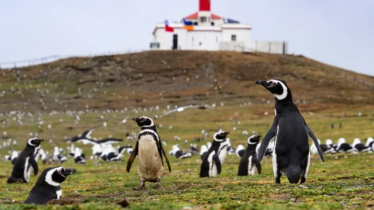 Punta Arenas e Isla Magdalena: Un Encuentro Inolvidable con los Pingüinos de la Patagonia Chilena