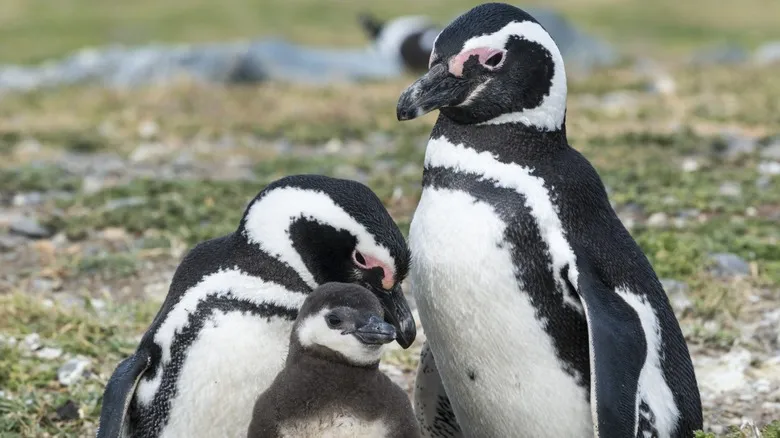 Punta Arenas e Isla Magdalena: Un Encuentro Inolvidable con los Pingüinos de la Patagonia Chilena