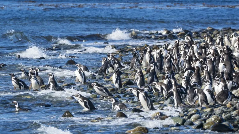 Punta Arenas e Isla Magdalena: Un Encuentro Inolvidable con los Pingüinos de la Patagonia Chilena
