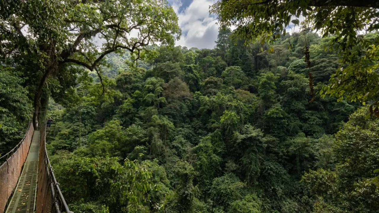 Rainmaker Park: Biodiversidad Exuberante y Aventura en el Corazón de Costa Rica
