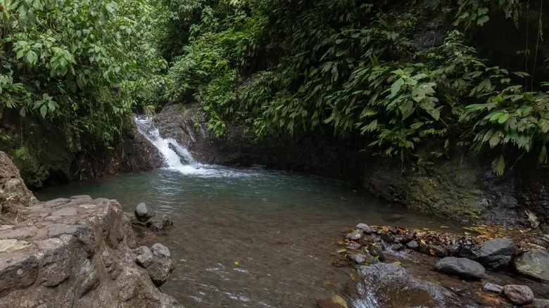 Rainmaker Park: Biodiversidad Exuberante y Aventura en el Corazón de Costa Rica
