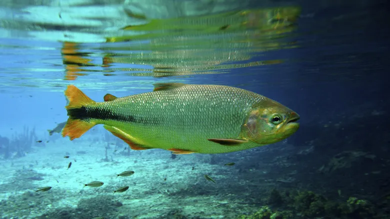 Recanto Ecológico Rio da Prata: Guía Definitiva para el Ecoturismo y Snorkel en Bonito, Brasil