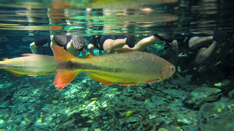 Río Sucuri en Bonito, Brasil: Sumérgete en un Acuario Natural para Snorkeling