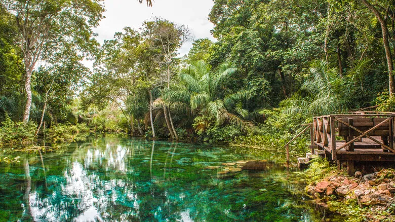 Río Sucuri en Bonito, Brasil: Sumérgete en un Acuario Natural para Snorkeling