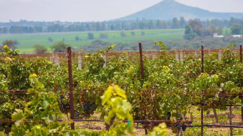 Santiago de Querétaro: Explorando su Riqueza Histórica, Gastronómica y Vitivinícola en México