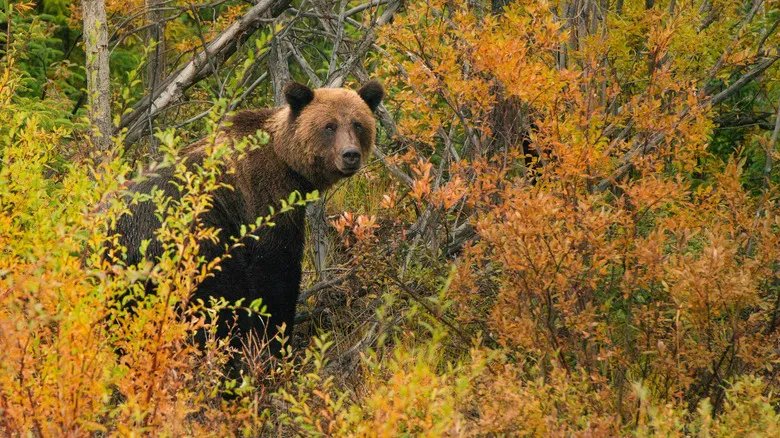Sendero Canol Heritage: Un Desafío Extremo en la Indómita Naturaleza de Canadá