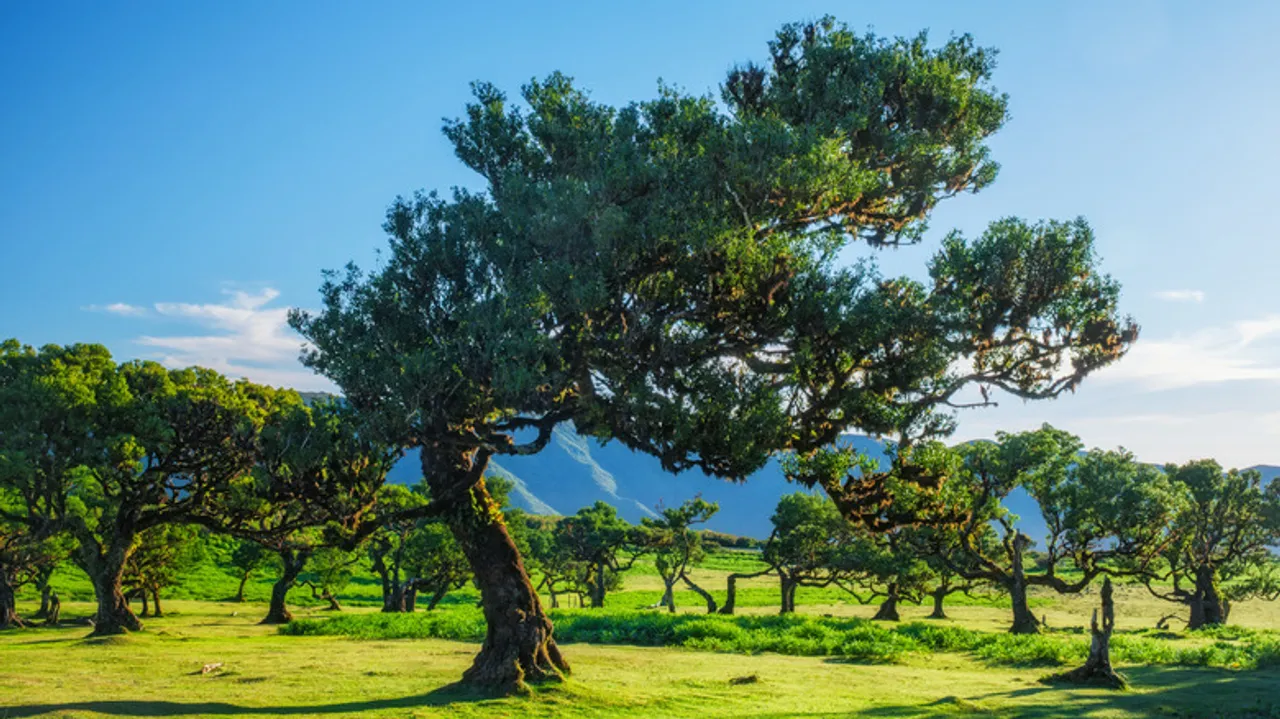 Vereda do Fanal: Descubre el Bosque Encantado de Laurisilva en Madeira