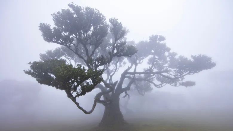 Vereda do Fanal: Descubre el Bosque Encantado de Laurisilva en Madeira