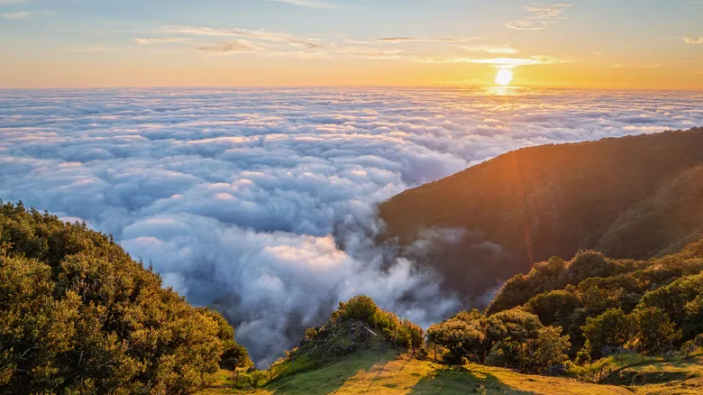 Vereda do Fanal: Descubre el Bosque Encantado de Laurisilva en Madeira