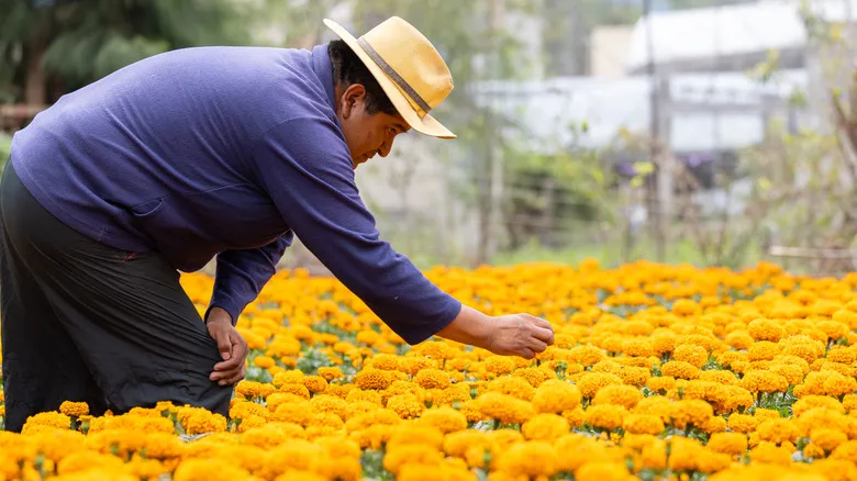 Xochimilco: Un Paraíso Flotante de Historia y Cultura en Ciudad de México